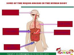 Help your kids learn the body parts with these fun activities in lingokids. Introduction Of Human Body Kids