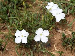 Image result for Cycnium