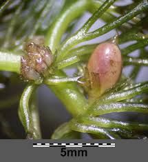 Image result for Ceratophyllum submersum