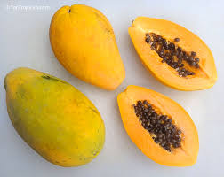 Image result for Carica papaya