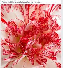 Carnation Carnations Peppermint Flower Images