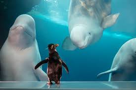 When temperatures drop below freezing, our african penguins are taken off habitat and the encounter will be modified. Virtual Encounters With Purring Cheetahs And Curious Penguins The New York Times