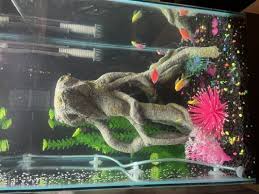 The Ultimate Ember Tetra Care Guide: Tank Mates, Breeding And More… -  Everything Fishkeeping