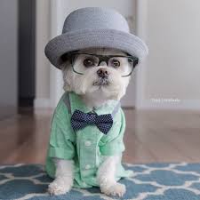 Handan Oyman Adli Kullanicinin Shih Tzu Style Panosundaki Pin Evcil Hayvan Urunleri Sevimli Hayvan Yavrulari Sevimli Kopek Yavrulari