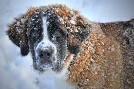 Natur und tier schießsport spaziergang mit der kamera althofen bildergalerie st. 60 000 Kostenlose Winter Und Schnee Bilder