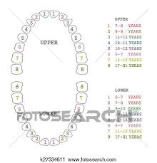 Tooth Chart Human Teeth Clipart K27334611 Fotosearch