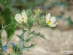 Image result for Argemone ochroleuca