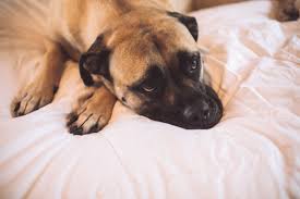 10 Low Maintenance Dogs For Busy People