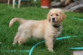 Check spelling or type a new query. Por Que Los Perros Mueven Mucho La Cola Retriever Puppy Golden Retriever Puppy Golden Retriever