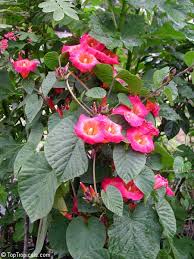 Image result for Stictocardia