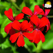 Ze bieden onder andere geraniums en petunia's van topkwaliteit aan. Oostenrijker Hanggeranium Rood Huyskweker Smit