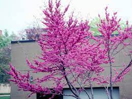 There are thousands of varieties of flowering trees available, including magnolia x loebneri 'leonard messel' pictured above, which blushes a rosy pink and grows into a small tree up to 30 feet tall. 27 Flowering Trees For Year Round Color Hgtv