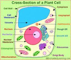 Check spelling or type a new query. 24 3d Plant Cell Ideas 3d Plant Cell Plant Cell Plant Cell Project