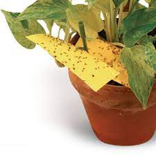If you have plants, it's likely they'll get infested with some kind of pest. Get Rid Of Fungus Gnats Finegardening