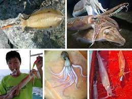 Check spelling or type a new query. Info Spesies 5 Jenis Sotong Popular Tanah Air Umpan