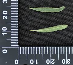 Image result for Rhigozum brevispinosum