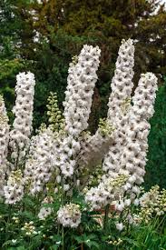 Flowers are one of the most beautiful creations of nature. How To Design An All White Garden Here By Design