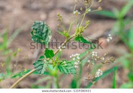 Image result for Boerhavia erecta