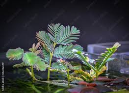 Image result for Neptunia oleracea