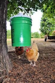 15 Diy Chicken Waterer Ideas Out Of Recycled Materials In 2021 Chicken Diy Chicken Waterer Chicken Waterer Diy