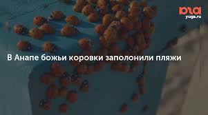 Божья коровка, полети на небо? Plkgxahhd52kgm