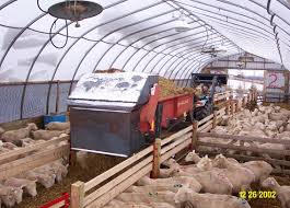 30 Wide Feeding Silage2 Livestock Shelter Sheep Shelter Farming In Canada