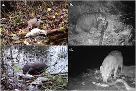 Csernobil is currently available to stream and watch for free in oroszország. Csernobil Hatasa Az Elovilagra Hobbiologia