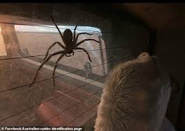 Maybe you would like to learn more about one of these? Brave Man Allows Massive Huntsman To Live In His Queensland House For A Year Daily Mail Online