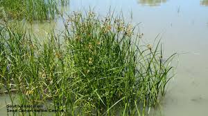 Image result for Bolboschoenus