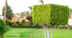Tree pruning is a technical approach to cutting a tree to shape it, provide clearance, or remove dead, disease, and damaged branches. Shape Your Property To Perfection With Our Lakeland Tree Trimming Help Florida Green Tree