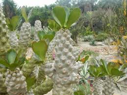 Image result for Euphorbia pfeilii