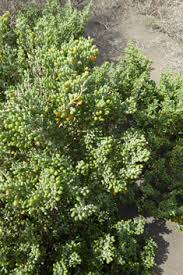 Image result for Zygophyllaceae