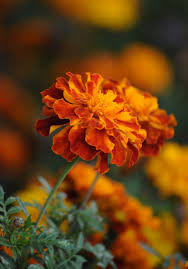 Targetes Spp Marigold African Marigold French Marigold Bog Marigold Aztec Marigold In 2020 Beautiful Flowers Pictures Flower Pictures Beautiful Flowers