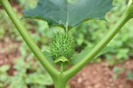 Image result for Datura stramonium