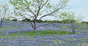 We envision cedar hill as a premier city that retains its distinctive character; Where To Take Bluebonnet Pictures The Warren Center Non Profit Organization In Richardson Texas