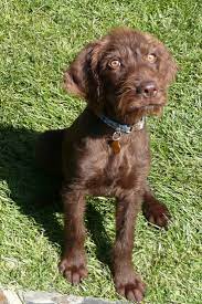 Browse thru our id verified puppy for sale listings to find and don't forget the puppyspin tool, which is another fun and fast way to search for puppies for sale in texas, usa area and dogs for adoption in texas. 900 Animals Ideas In 2021 Animals Puppies Dogs