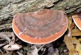 Image result for Ischnoderma resinosum