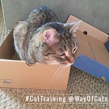 You might think this is just the behavior of older cats but no, the cat pooping on the floor randomly can also develop in young cats and male or female. Why Cats Pee In Our Shoes True About Cats And Shoes The Way Of Cats