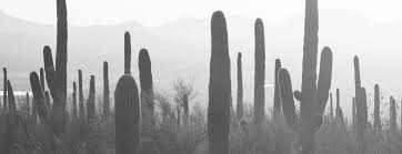 Mix together some jaggery and carom seeds on the skin where the cactus thorns and spikes have entered your skin. How Cacti Can Help Your Skin Puristry