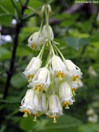 Image result for Tinnea vesiculosa