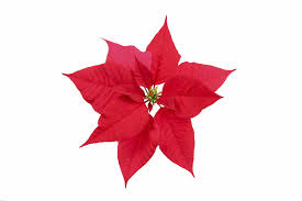 The store for his room. Toxic Holiday Plants And The Risk To Children And Pets
