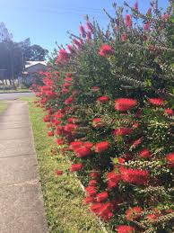 It's a very popular landscaping plant in australia, due to its hardiness. Callistemon Bottle Brush Hedge Flowering Australian Native Hedging Plants Hedge Plants Australian Native Garden