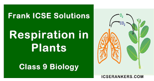 Respiration in plants class 10. Frank Chapter 10 Respiration In Plants Icse Solutions Class 9 Biology