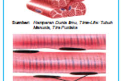 Ciri Ciri Otot Lurik Berbagi Informasi Mengenai Ilmu Veteriner