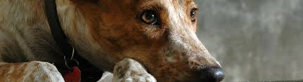 Dog licenses are usually available at local government offices. New Dog License Application South Jordan