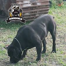 Black Boerboel Puppies For Sale In South Africa Muscular Shoulder On Black Male African Boerboel African Boerboel South African Boerboel Black Mastiff