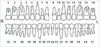 Teeth Numbers Usa Teeth Numbers And Letters Dental Chart