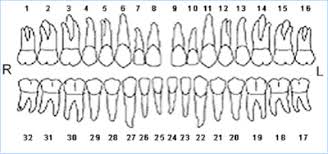 Diagram Of Teeth Numbers Dental Tooth Chart With Numbers