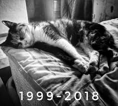 Maybe you would like to learn more about one of these? My 19 Year Old Cat Died From Old Age Today Damn Feels Got Me Hard This Picture Is How I Remeber Her Every Morning 9gag
