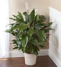 Peace Lily Plant For Sympathy In 2020 Peace Lily Plant Lily Plants Peace Lily